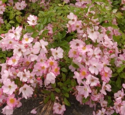 Pink Decumba